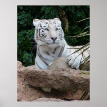 Belle photo de tigre blanc du Bengale