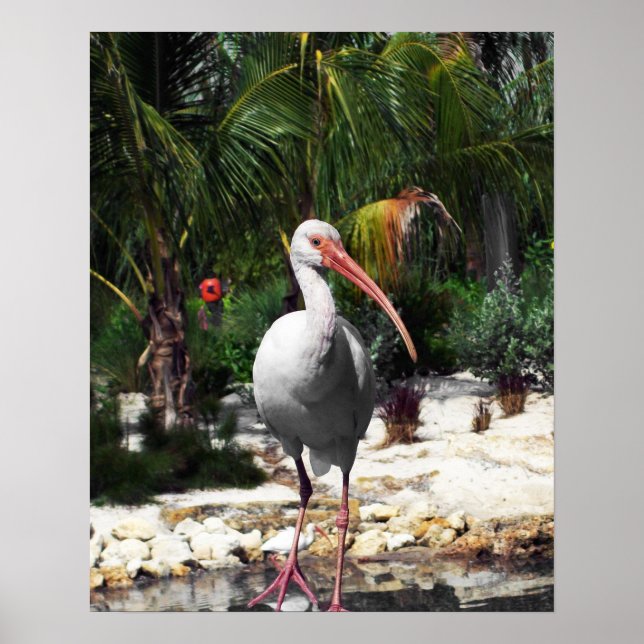 Poster Belle photo d'oiseaux tropicaux (Devant)