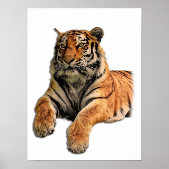Poster Belle photo du visage du tigre du Bengale (Devant)