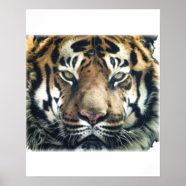 Poster Belle photo du visage du tigre du Bengale (Devant)