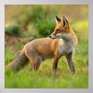 Poster Belle photo Red Fox Nature