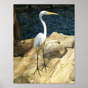 Poster Belle photographie d'oiseau d'Egreat