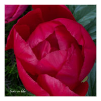 Belle Pivoine Rouge en Fleur 