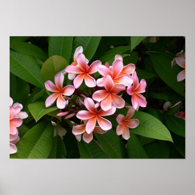 Poster Belle Plumeria rose (Devant)