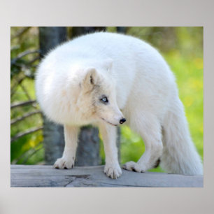 Poster Belle Renard Artique