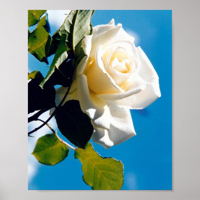 Poster Belle rose blanche (Devant)