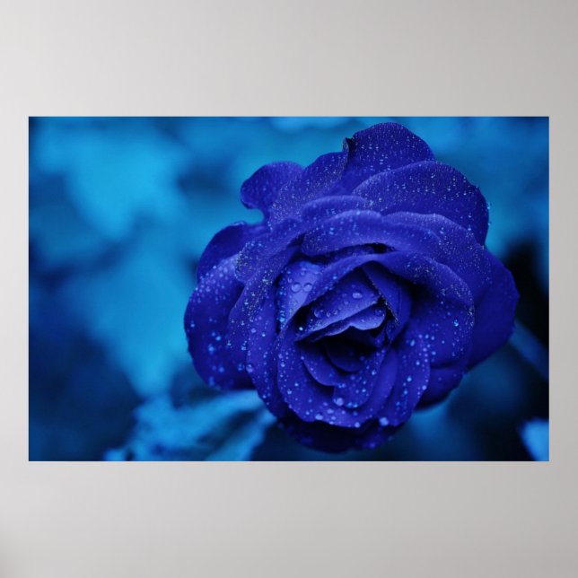 Poster Belle rose bleue (Devant)