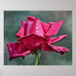 Poster Belle rose magenta Art photographique Imprimer