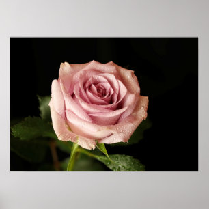 Poster belle rose rose
