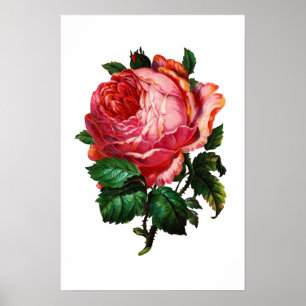 POSTER BELLE ROSE ROSE