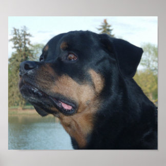 Poster Belle Rottweiler