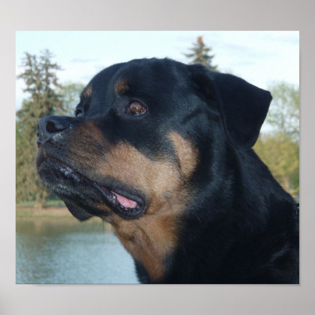 Poster Belle Rottweiler (Devant)