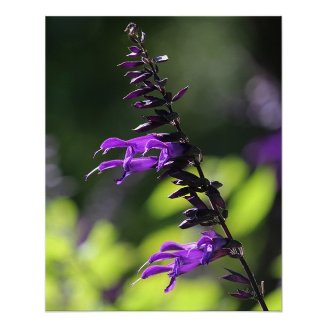 Poster Belle Salvia Amistad violet clair (Devant)