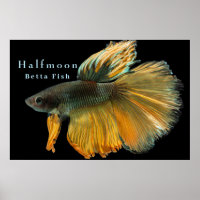 Belle Siamese Combattre Poisson Betta demi-lune