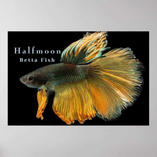 Poster Belle Siamese Combattre Poisson Betta demi-lune (Devant)