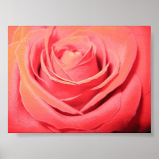 Poster Belle toile Rose