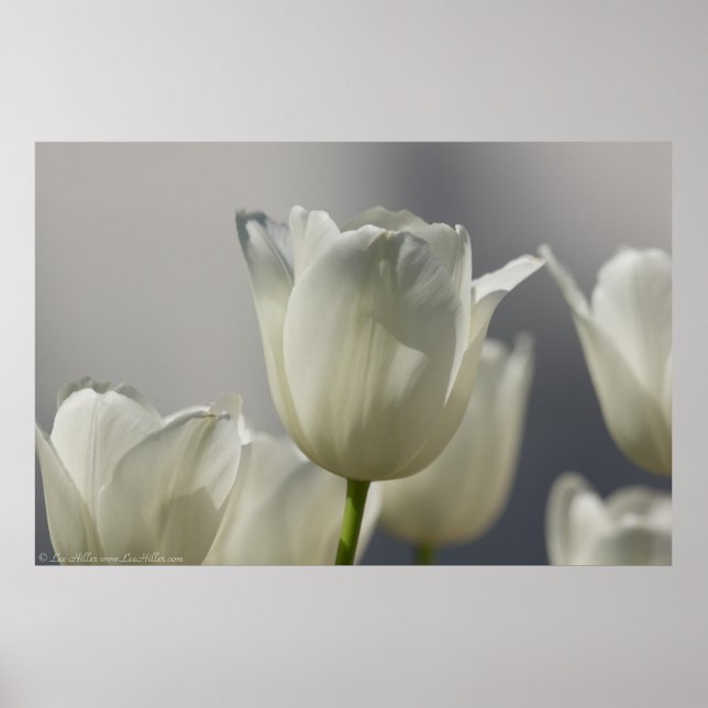 Poster Belle Tulipe de printemps blanche (Devant)