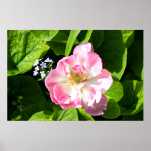 Poster Belle tulipe rose