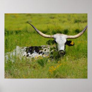 Poster Belle vache Longhorn dans une prairie d'art photog