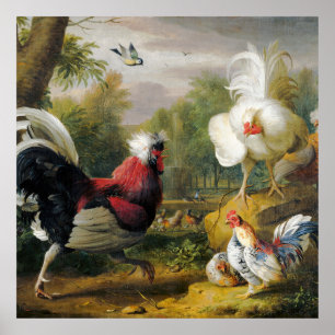 Poster Belle vintage Les Cockrels combattent