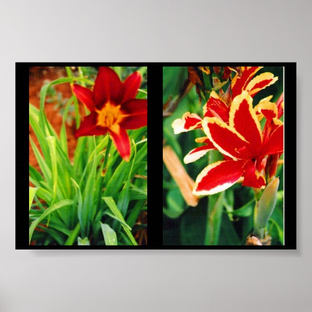 Poster Belles Fleurs (Devant)