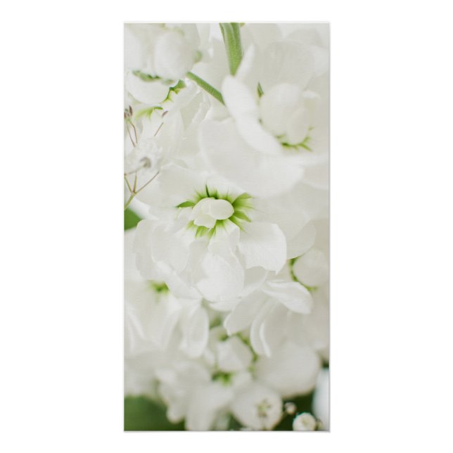 Poster Belles fleurs blanches par Ava (Devant)