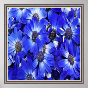 Poster Belles Fleurs Bleues