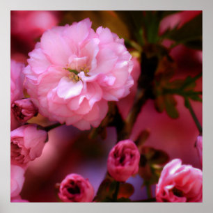 Poster Belles fleurs de cerisiers rose printemps