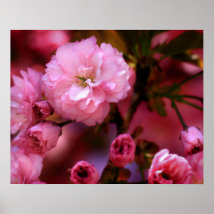 Poster Belles fleurs de cerisiers rose printemps