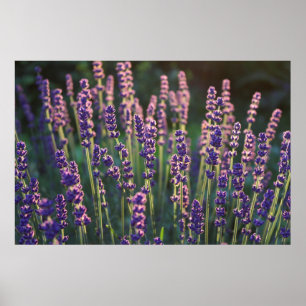 Poster Belles Fleurs de Lavande Lumineuses