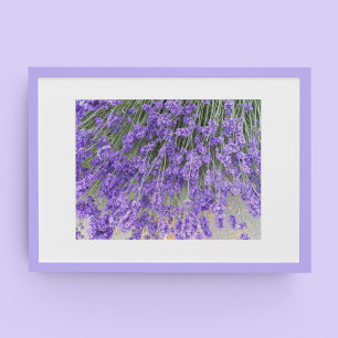 Poster Belles Fleurs de Lavande Photographie Florale