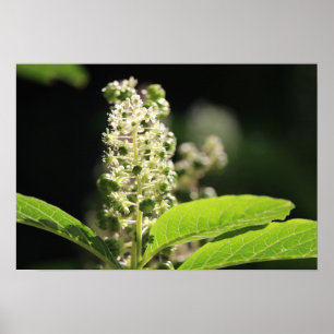 Poster Belles fleurs de Plante de Pokeweed blanc