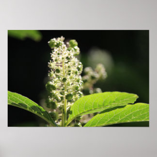 Poster Belles fleurs de Plante de Pokeweed blanc