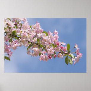 Poster Belles fleurs roses dans le verger
