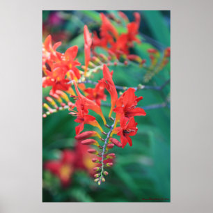 Poster Belles fleurs rouges Imprimer n° 6837