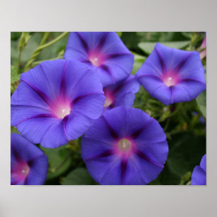 Poster Belles gloires de matin en fleur