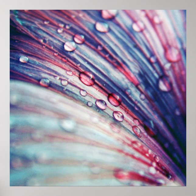 Poster Belles gouttes de fleurs rose Abstrait (Devant)