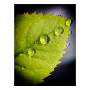 Poster Belles gouttes d'eau après la pluie sur une feuill