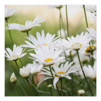 Belles marguerites blanches | Fleurs en champ vert
