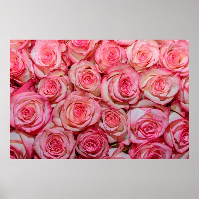Poster Belles roses roses roses (Devant)