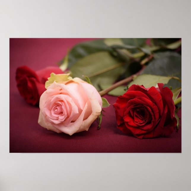 Poster Belles roses rouges et roses (Devant)