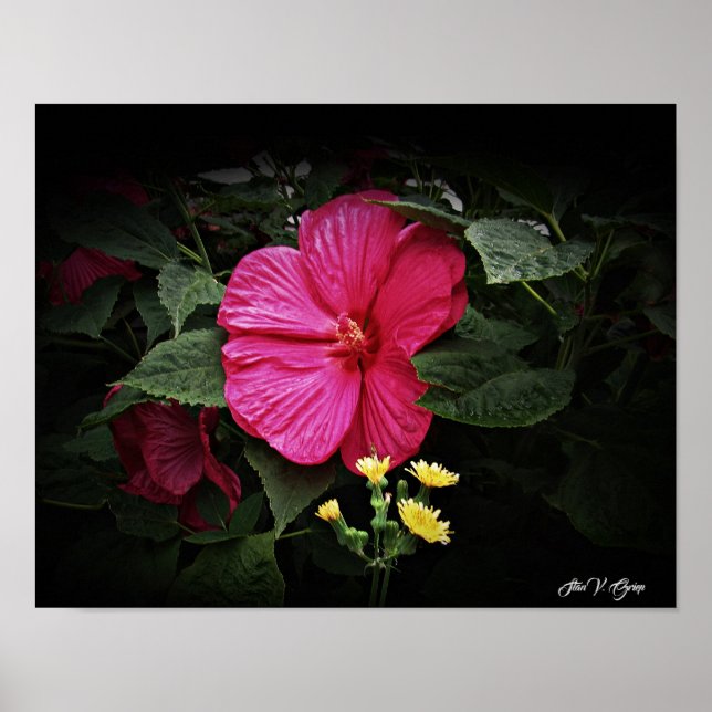 Poster Belles Visions Hibiscus Floral Wall Art GPsg (Devant)