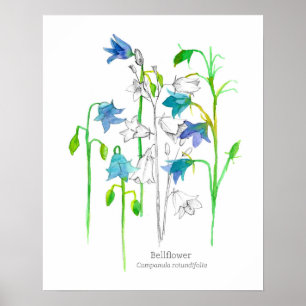 Poster Bellflower Art Botanique Langue des Fleurs