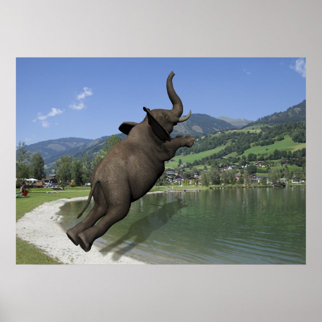 Poster Belly Flop Elephant (Devant)