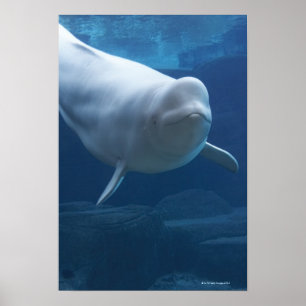 Poster Beluga whale (Delphinapterus leucas)