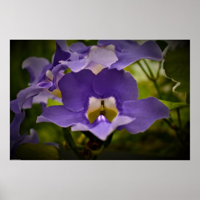 Poster Bénédiction de la nature (Devant)