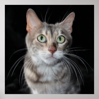 Poster Bengale brun bleu rare Photo de chat