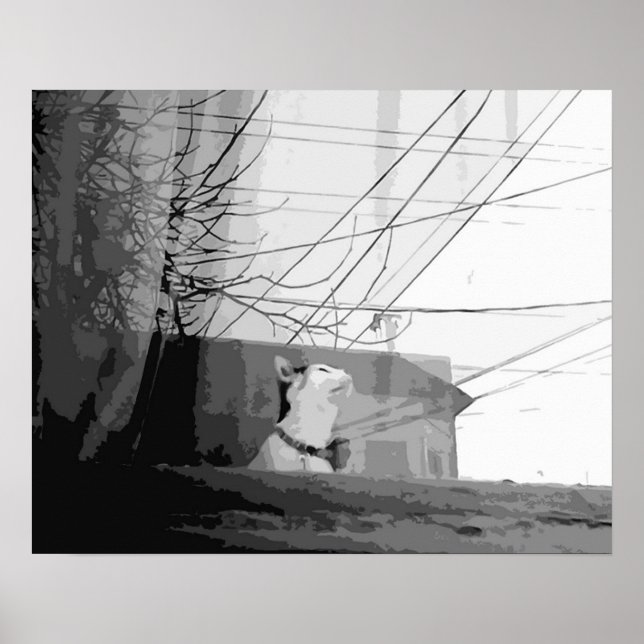 Poster Berceau de chat (Devant)