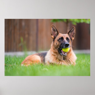 Poster Berger Allemand Avec Bal De Tennis