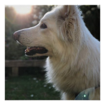 Berger allemand blanc